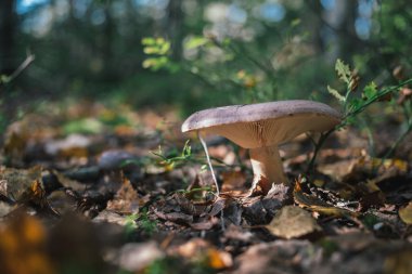 Orman mantar niteliğine.