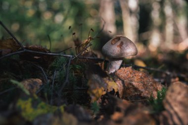 Orman mantar niteliğine.