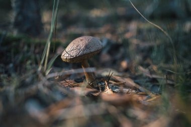 Orman mantar niteliğine.
