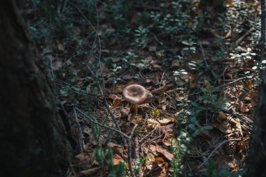 Orman mantar niteliğine.