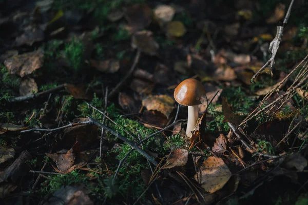 Forest mushrooms close-up on nature. — Stock Photo, Image