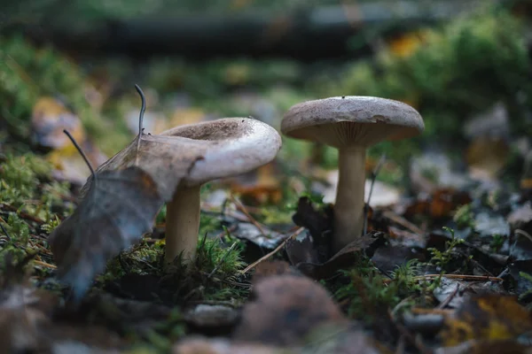 Orman mantar niteliğine.