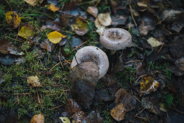 Orman mantar niteliğine.