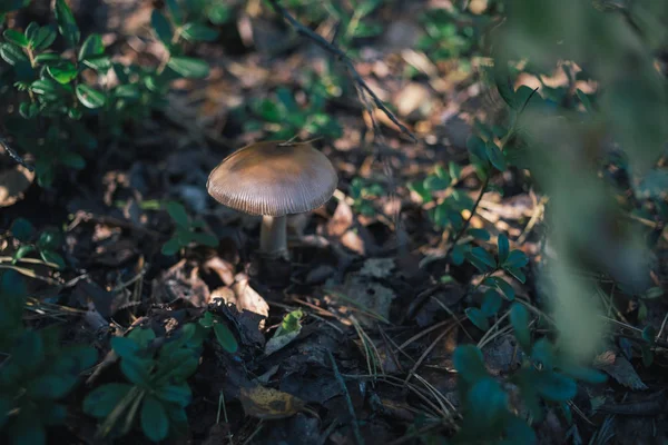 Forest mushrooms on nature. — Stock Photo, Image