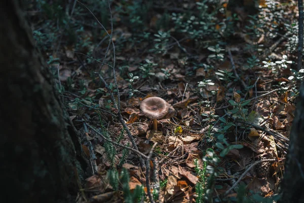 Orman mantar niteliğine.