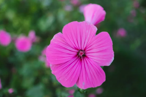 Fiore viola primo piano sulla natura . — Foto Stock