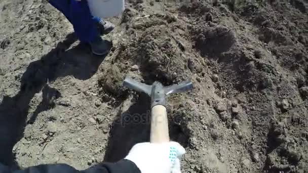 Plantering av potatis. POV video. — Stockvideo