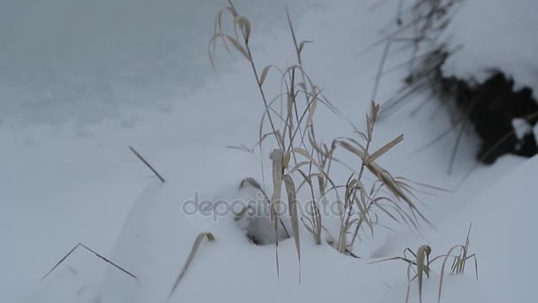 Suché žluté divoká tráva v zimě. Zpomalené video — Stock video