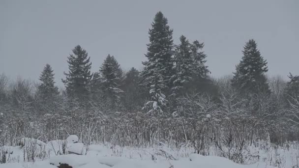 Зимовий ліс під снігом — стокове відео