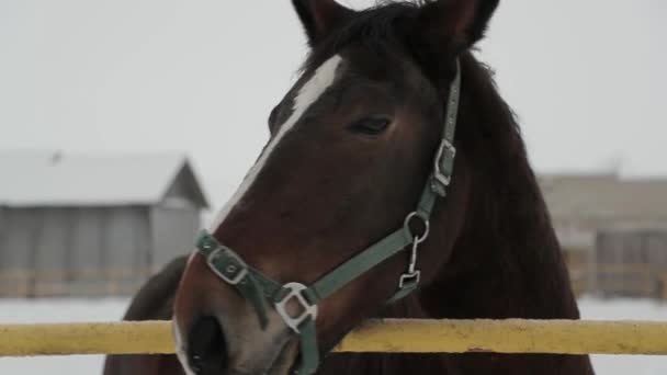 Close-up van het paard in de winter. Slow motion video — Stockvideo