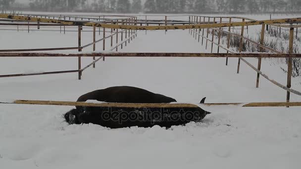 馬が横になっていると、雪にはしゃぐ。スローモーション映像 — ストック動画