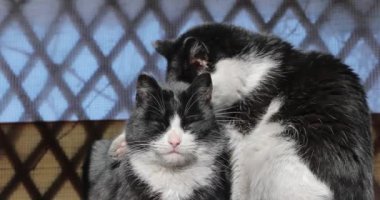 siyah ve beyaz kedi güneşte keyfini vardır
