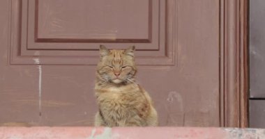 kedi kendisini güneşte ısınıyor