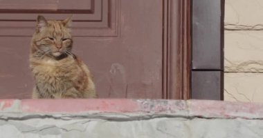 kedi kendisini güneşte ısınıyor