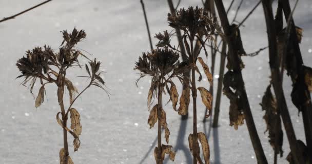 Gedroogde planten close-up in de winter — Stockvideo