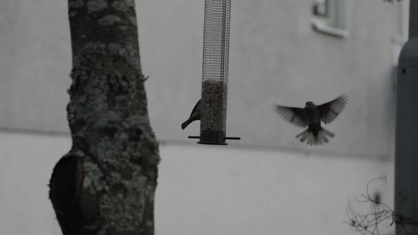 Pájaros picoteando granos desde el canal en cámara lenta — Vídeo de stock