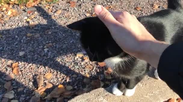 caresser le chat si agréable 
