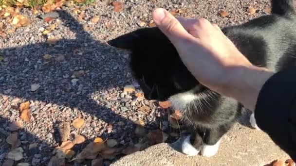 Acariciando o gato tão bom — Vídeo de Stock