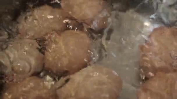 Le uova di pollo vengono cotte in una casseruola da vicino — Video Stock