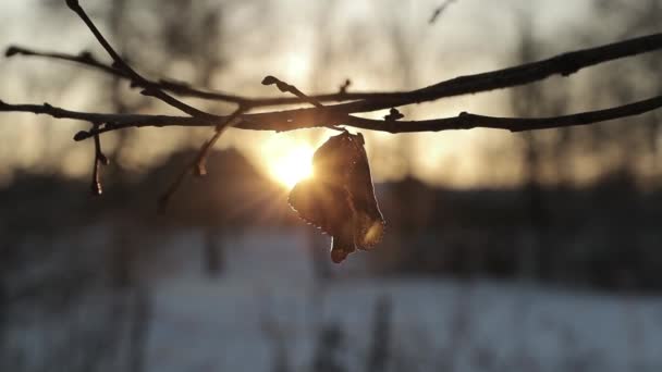 Torra löv mot en bakgrund av ljusa solen på vintern. Slow motion video — Stockvideo