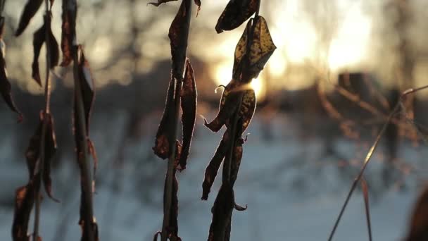 Trockene Blätter vor einem Hintergrund heller Sonne im Winter. Zeitlupenvideo — Stockvideo