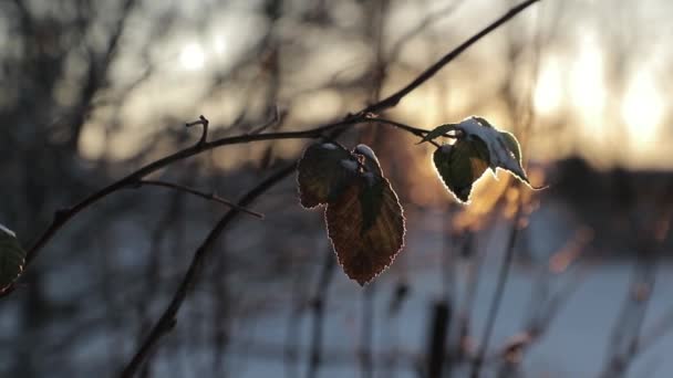 Foglie secche su uno sfondo di sole luminoso in inverno. video al rallentatore — Video Stock