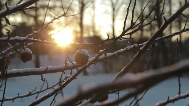 Сухие мертвые яблоки на ветке на фоне яркого солнца зимой. замедленное видео — стоковое видео