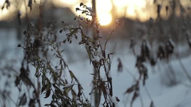 Torra växter mot bakgrund av ljusa solen på vintern. Slow motion video — Stockvideo