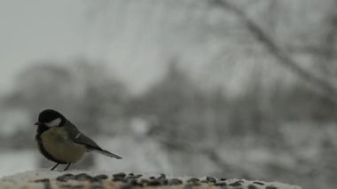 Baştankara kuş Parus major tohum kışın kuş besleme yuvasına gagalar. Slow motion video