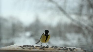 Baştankara kuş Parus major tohum kışın kuş besleme yuvasına gagalar. Slow motion video
