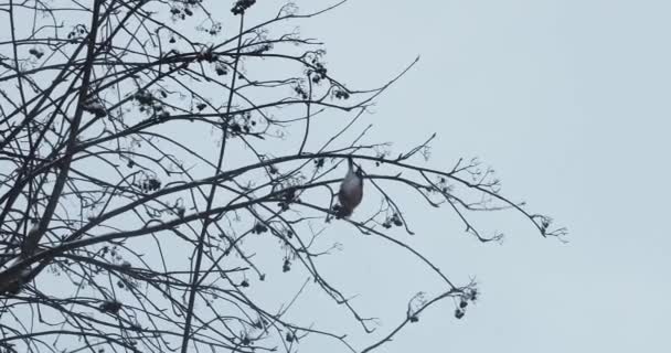 oiseau de bouleau sur les branches de frêne de montagne en hiver 