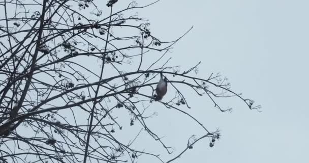 Vogel des Gimpels auf den Zweigen der Eberesche im Winter — Stockvideo