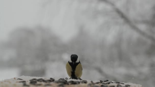 Tit fågeln Parus major plockar frön i fågelbordet på vintern. Slow motion video — Stockvideo