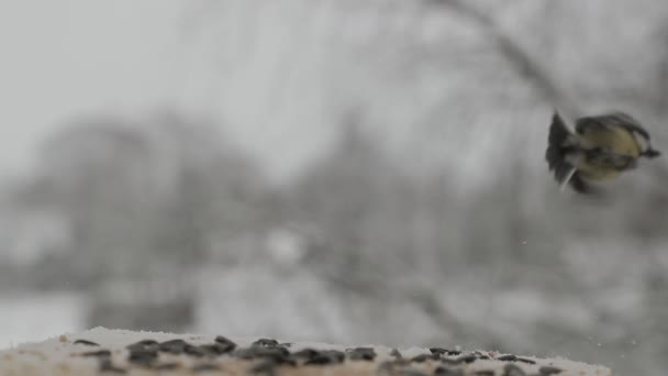 Χτύπημα πουλιών Parus μεγάλων pecks σπόρους στο πουλί τροφοδότη το χειμώνα. Βίντεο αργής κίνησης — Αρχείο Βίντεο