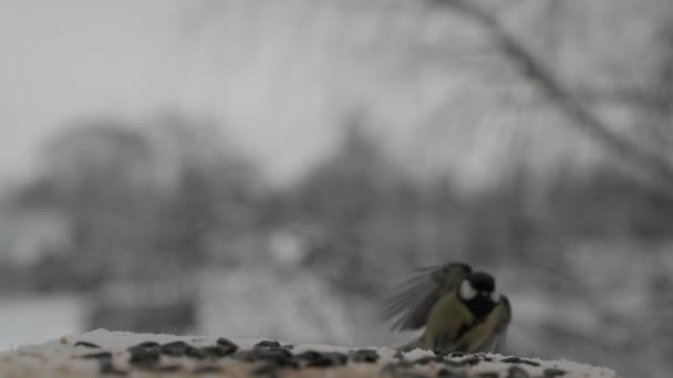 Χτύπημα πουλιών Parus μεγάλων pecks σπόρους στο πουλί τροφοδότη το χειμώνα. Βίντεο αργής κίνησης — Αρχείο Βίντεο