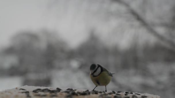 Bird Eurasian Blue Tit picoteando semillas en el comedero de aves en invierno. Vídeo en cámara lenta — Vídeos de Stock