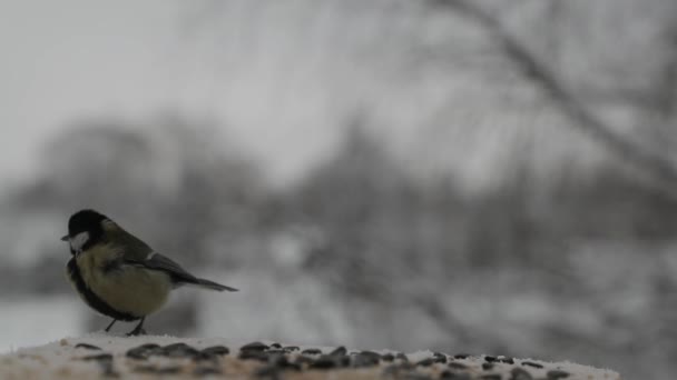 シジュウカラ シジュウカラは、冬の鳥の送り装置の種子をつつき。スローモーション映像 — ストック動画