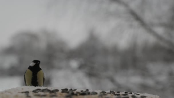 Sýkorka pták (Parus major) klovne semena v krmítku pro ptáky v zimě. Zpomalené video — Stock video