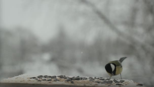 Meisenvogel Parus major pickt im Winter Samen im Vogelfutterhäuschen. Zeitlupenvideo — Stockvideo