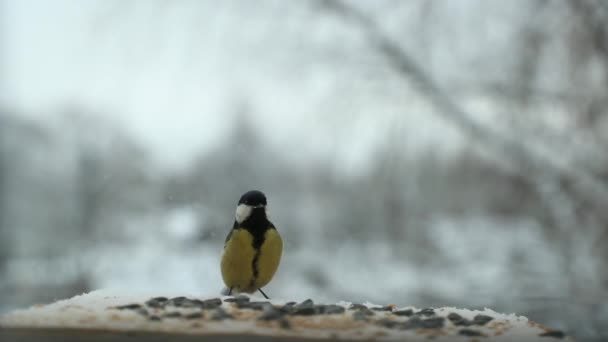 Tit bird Parus major pecks seeds in the bird feeder in winter. Slow motion video — Stock Video