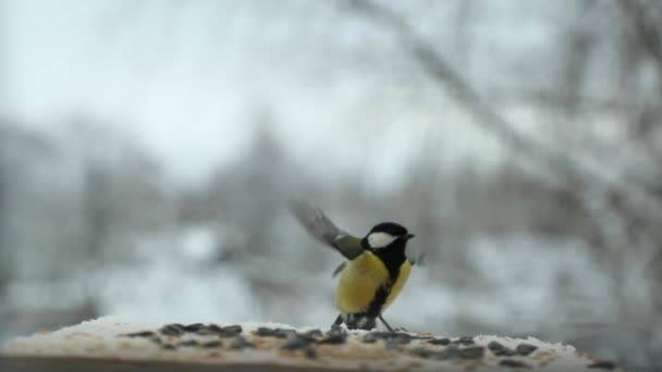 Χτύπημα πουλιών Parus μεγάλων pecks σπόρους στο πουλί τροφοδότη το χειμώνα. Βίντεο αργής κίνησης — Αρχείο Βίντεο