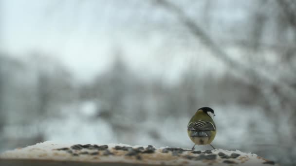 Vogel Mees Parus major besluipt zaden in het Vogelhuis/waterbak in de winter. Slow motion video — Stockvideo