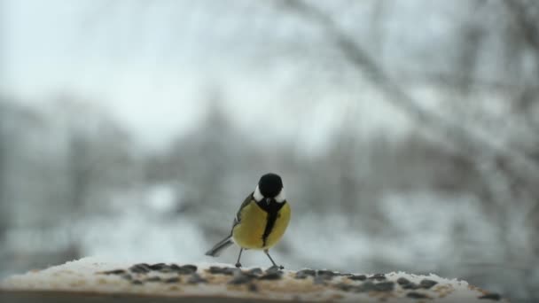 Baştankara kuş Parus major tohum kışın kuş besleme yuvasına gagalar. Slow motion video — Stok video