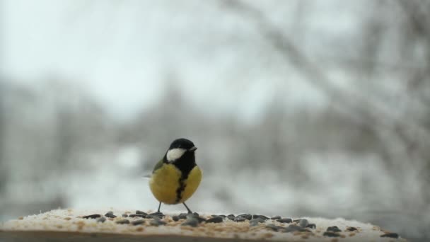 Dziobnie ptak Sikora Parus major nasiona w dokarmianie ptaków zimą. Film w zwolnionym tempie — Wideo stockowe