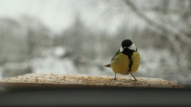 Baştankara kuş Parus major tohum kışın kuş besleme yuvasına gagalar. Slow motion video