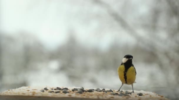 Χτύπημα πουλιών Parus μεγάλων pecks σπόρους στο πουλί τροφοδότη το χειμώνα. Βίντεο αργής κίνησης — Αρχείο Βίντεο