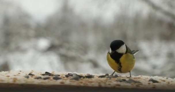 Meise parus major pickt im Winter Samen im Vogelfutterhäuschen — Stockvideo