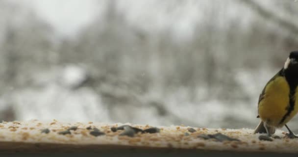 Tit bird Parus major pica sementes no alimentador de aves no inverno — Vídeo de Stock