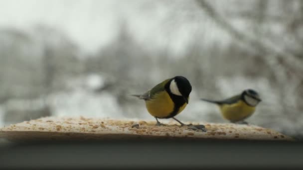 Pájaro Tit Parus picotea semillas en el comedero de aves en invierno. Vídeo en cámara lenta — Vídeo de stock