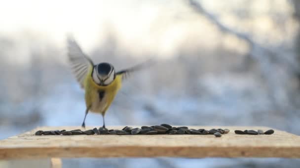 Bird Eurasian Blue Tit pecking seeds in the bird feeder in winter. Slow motion video — Stock video